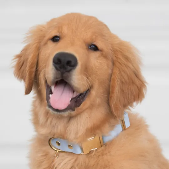 Waterproof  Adjustable Quick Release Collar
